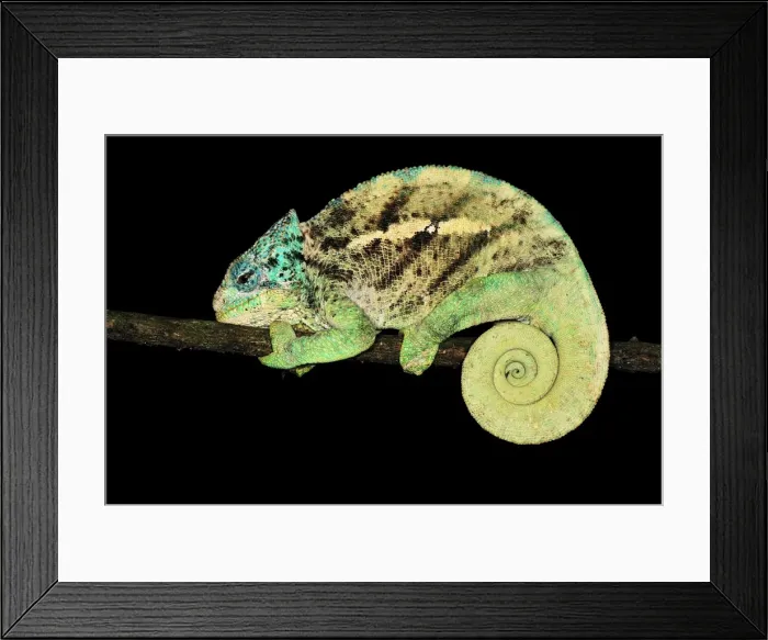 Framed Print : O'Shaughnessy's Chameleon - male - at night - Montagne d'Ambre National Park - Antsiranana - Northern Madagascar Framed Print : O'Shaughnessy's Chameleon - male - at night - Montagne d'Ambre National Park - Antsiranana - Northern Madagascar