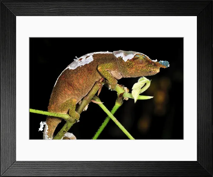 Framed Print : Boettger's Chameleon / Blue-nosed Chameleon - Montagne d'Ambre National Park - Antsiranana - Northern Madagascar Framed Print : Boettger's Chameleon / Blue-nosed Chameleon - Montagne d'Ambre National Park - Antsiranana - Northern Madagascar