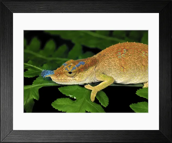 Framed Print : Boettger's Chameleon / Blue-nosed Chameleon - Montagne d'Ambre National Park - Antsiranana - Northern Madagascar Framed Print : Boettger's Chameleon / Blue-nosed Chameleon - Montagne d'Ambre National Park - Antsiranana - Northern Madagascar
