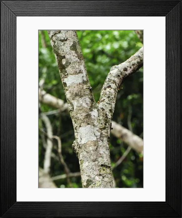 Framed Print : Mossy Leaf-tailed Gecko - Montagne d'Ambre National Park - Antsiranana - Northern Madagascar Framed Print : Mossy Leaf-tailed Gecko - Montagne d'Ambre National Park - Antsiranana - Northern Madagascar