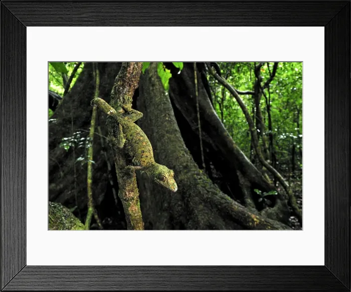 Framed Print : Mossy Leaf-tailed Gecko - Montagne d'Ambre National Park - Antsiranana - Northern Madagascar Framed Print : Mossy Leaf-tailed Gecko - Montagne d'Ambre National Park - Antsiranana - Northern Madagascar