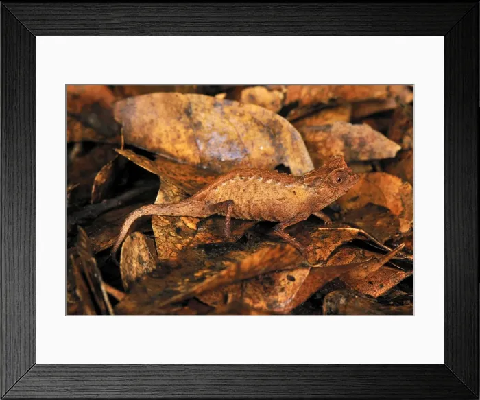 Framed Print : Plated Leaf Chameleon - Ankarana National Park - Northern Madagascar Framed Print : Plated Leaf Chameleon - Ankarana National Park - Northern Madagascar