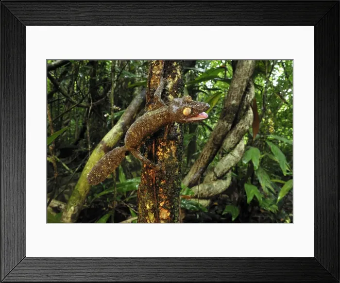 Framed Print : Giant Leaf-Tailed Gecko - Nosy Mangabe island - Masoala National Park - Madagascar Framed Print : Giant Leaf-Tailed Gecko - Nosy Mangabe island - Masoala National Park - Madagascar