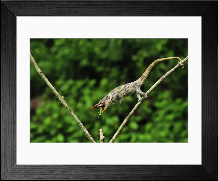 Framed Print : Short-horned Chameleon / Elephant-eared Chameleon - hunting an insect - sequence 3 of 3 - Andasibe-Mantadia National Park - Eastern-central Madagascar Framed Print : Short-horned Chameleon / Elephant-eared Chameleon - hunting an insect - sequence 3 of 3 - Andasibe-Mantadia National Park - Eastern-central Madagascar