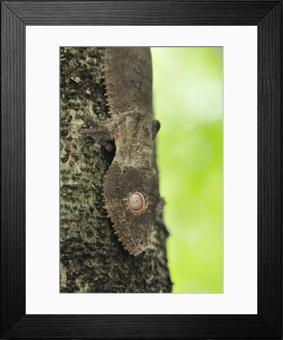 Framed Print : Henkel's Leaf-tailed Gecko - on tree - Ankarana National Park - Northern Madagascar Framed Print : Henkel's Leaf-tailed Gecko - on tree - Ankarana National Park - Northern Madagascar