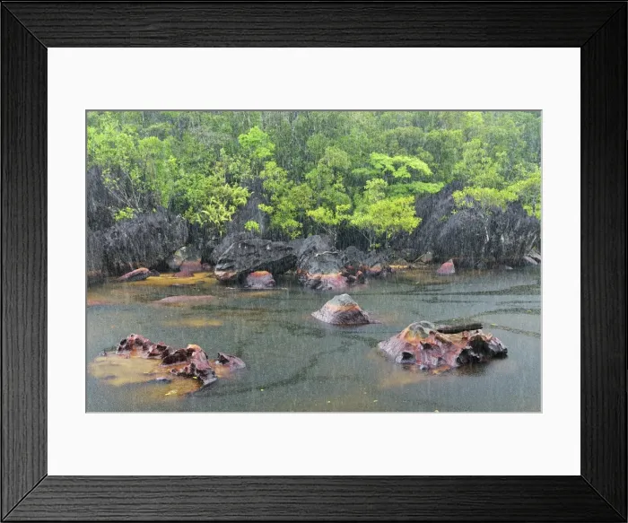 Framed Print : Small river with heavy rainfall - Masoala National Park - Madagascar Framed Print : Small river with heavy rainfall - Masoala National Park - Madagascar