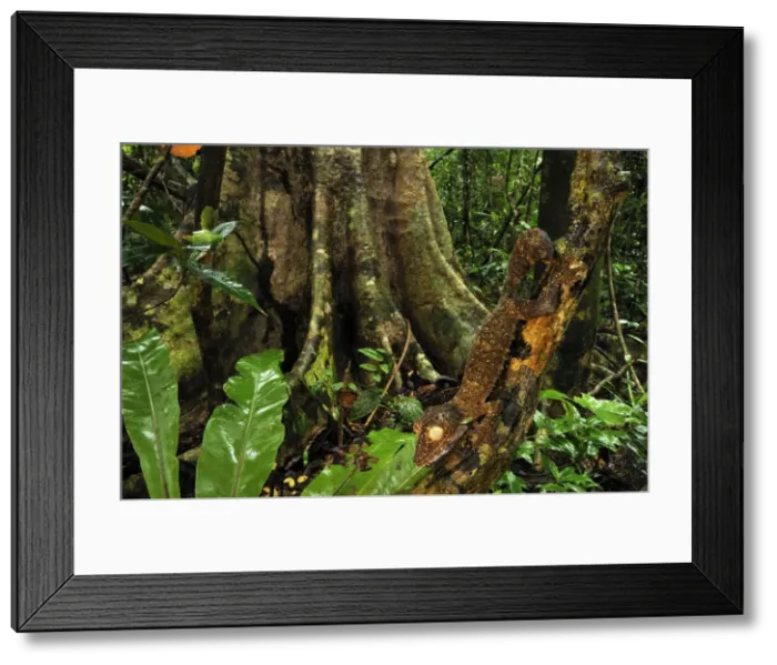 Framed Print : Giant Leaf-Tailed Gecko - Nosy Mangabe island - Masoala National Park - Madagascar Framed Print : Giant Leaf-Tailed Gecko - Nosy Mangabe island - Masoala National Park - Madagascar