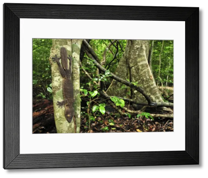 Framed Print : Henkel's Leaf-tailed Gecko - Ankarana National Park - Northern Madagascar Framed Print : Henkel's Leaf-tailed Gecko - Ankarana National Park - Northern Madagascar