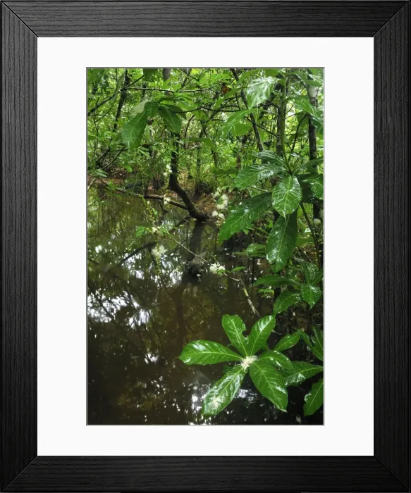 Framed Print : Forest creek - with cornbeefwood - Nosy Mangabe island - Masoala National Park - Madagascar