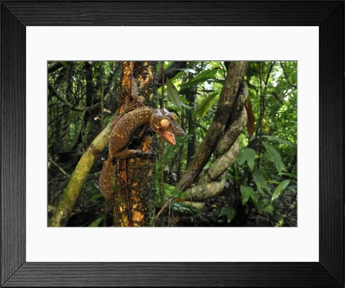 Framed Print : Giant Leaf-Tailed Gecko - Nosy Mangabe island - Masoala National Park - Madagascar Framed Print : Giant Leaf-Tailed Gecko - Nosy Mangabe island - Masoala National Park - Madagascar
