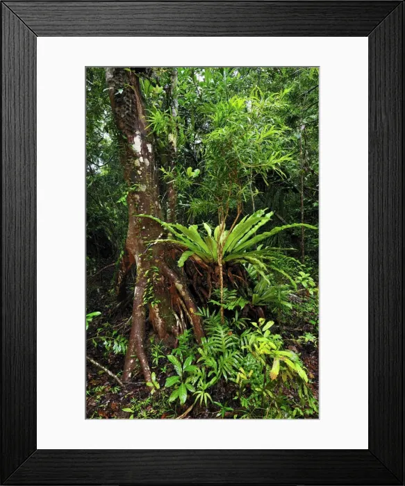 Framed Print : Tropical rainforest with buttress root and Bird's Nest Fern - Nosy Mangabe island - Masoala National Park - Madagascar Framed Print : Tropical rainforest with buttress root and Bird's Nest Fern - Nosy Mangabe island - Masoala National Park - Madagascar