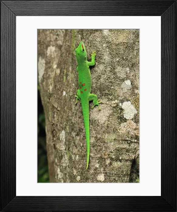Framed Print : Giant Madagascar Day Gecko - on tree - Ankarana National Park - Northern Madagascar Framed Print : Giant Madagascar Day Gecko - on tree - Ankarana National Park - Northern Madagascar