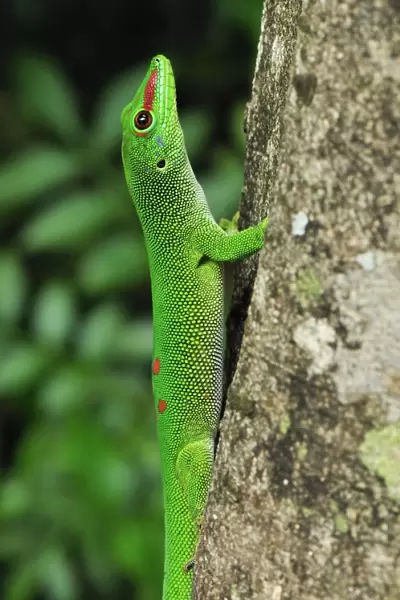 Giant Madagascar Day Gecko - on tree - Ankarana National Park - Northern Madagascar
