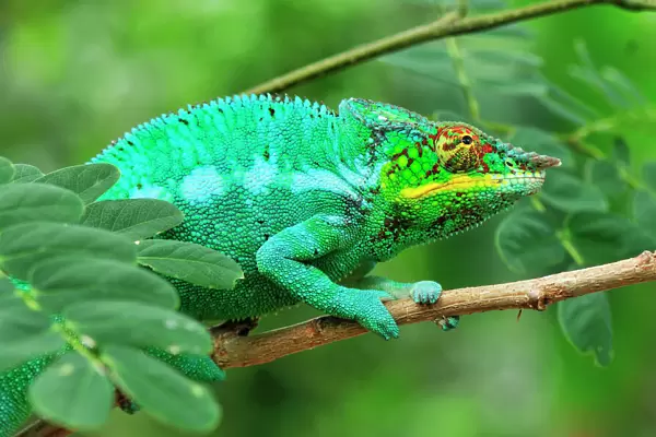 Panther Chameleon - male - Lokobe Nature Special Reserve - Nosy Be - Northern Madagascar