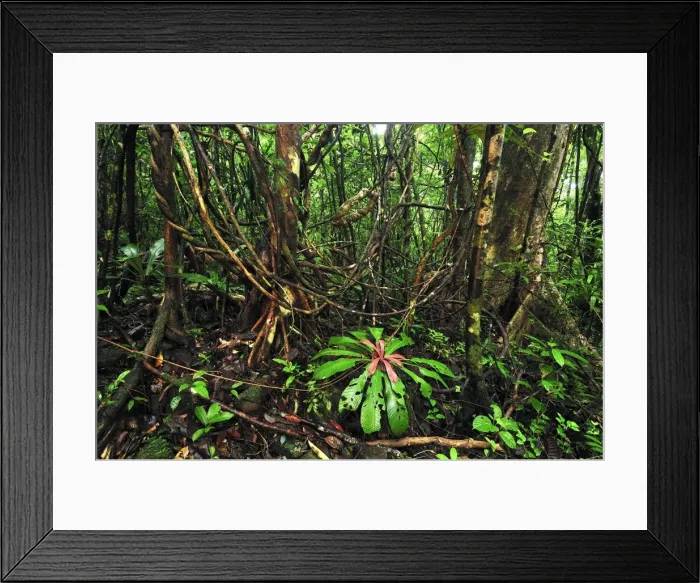 Framed Print : Tropical rainforest with liana or vine at Masoala National Park - Madagascar Framed Print : Tropical rainforest with liana or vine at Masoala National Park - Madagascar