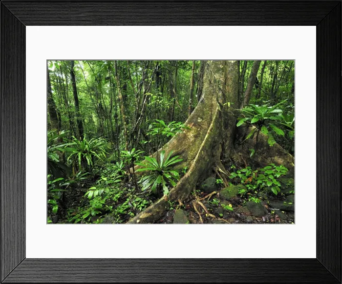 Framed Print : Tropical rainforest with buttress tree - Masoala National Park - Madagascar Framed Print : Tropical rainforest with buttress tree - Masoala National Park - Madagascar