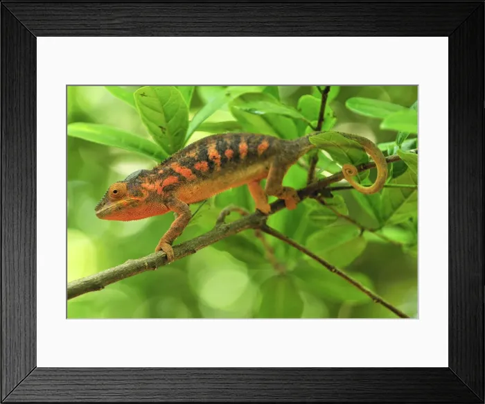 Framed Print : Panther Chameleon - female - Lokobe Nature Special Reserve - Nosy Be - Northern Madagascar Framed Print : Panther Chameleon - female - Lokobe Nature Special Reserve - Nosy Be - Northern Madagascar