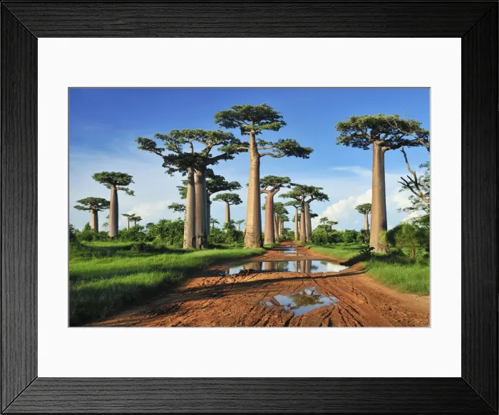 Framed Print : Grandidier's Baobab - near Morondava - Madagascar Framed Print : Grandidier's Baobab - near Morondava - Madagascar