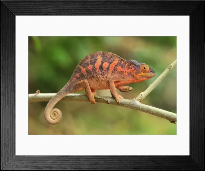 Framed Print : Panther Chameleon - female - Lokobe Nature Special Reserve - Nosy Be - Northern Madagascar Framed Print : Panther Chameleon - female - Lokobe Nature Special Reserve - Nosy Be - Northern Madagascar