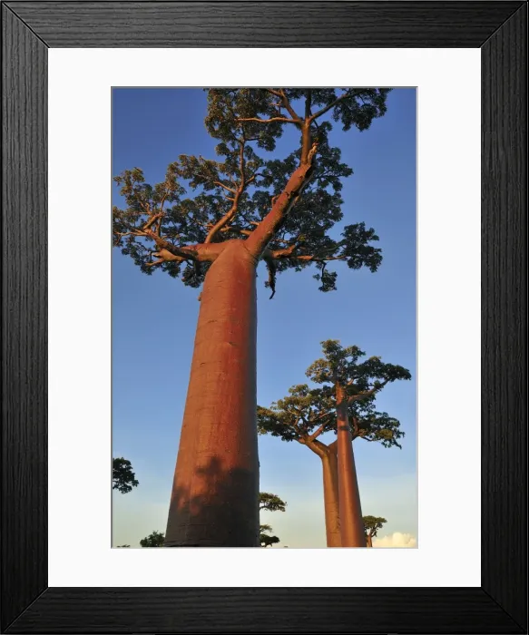 Framed Print : Grandidier's Baobab - near Morondava - Madagascar Framed Print : Grandidier's Baobab - near Morondava - Madagascar