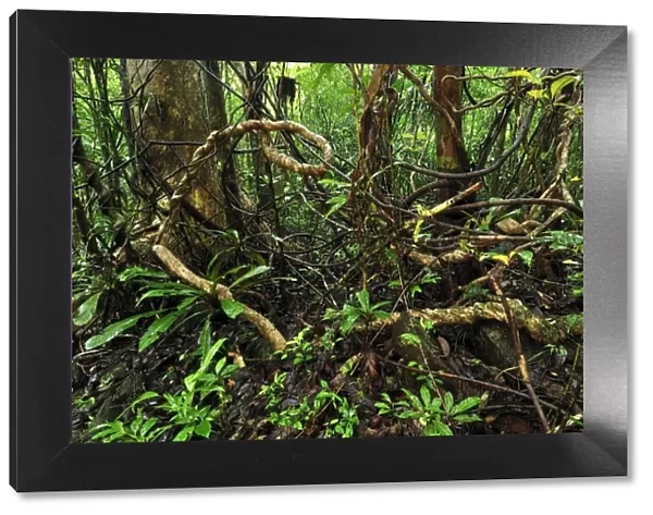 Tropical rainforest with liana or vine at Masoala National Park - Madagascar