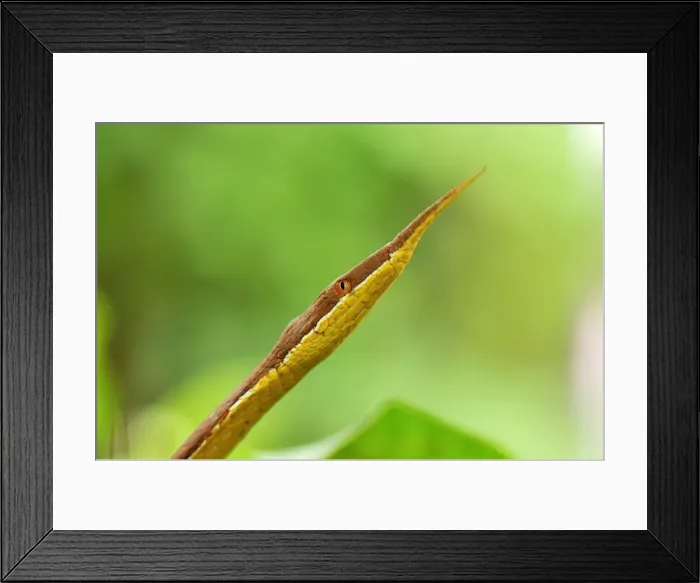 Framed Print : Madagascan Twig-nosed Snake / Spear-nosed Snake - male - Northern Madagascar Framed Print : Madagascan Twig-nosed Snake / Spear-nosed Snake - male - Northern Madagascar