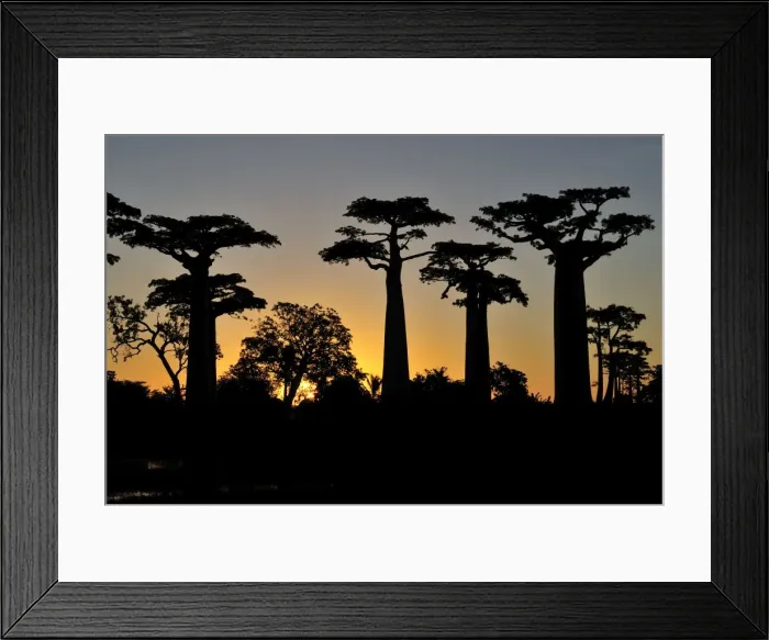Framed Print : Grandidier's Baobab at sunset - near Morondava - Madagascar Framed Print : Grandidier's Baobab at sunset - near Morondava - Madagascar