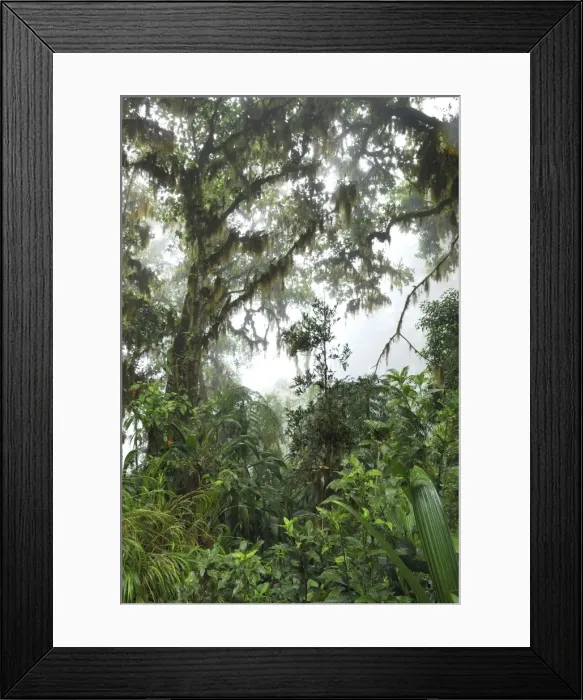 Framed Print : Cloud forest - with lichen and moss Chirripo Nationalpark, Costa Rica Framed Print : Cloud forest - with lichen and moss Chirripo Nationalpark, Costa Rica