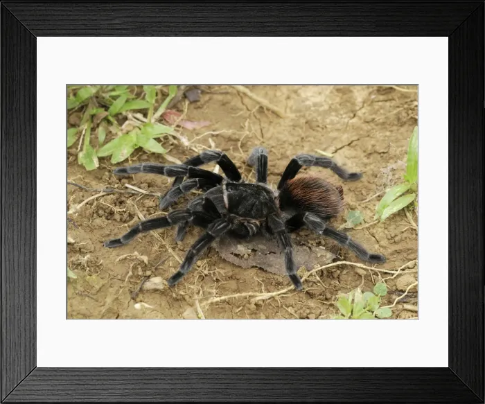 Framed Print : Mexican red rump / Mexican black velvet Tarantula - Bird-eating Spider Belize Framed Print : Mexican red rump / Mexican black velvet Tarantula - Bird-eating Spider Belize