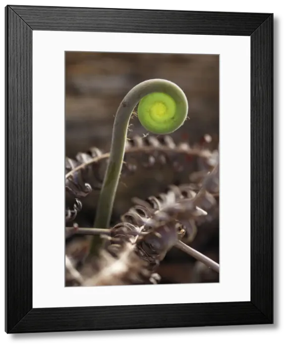 Framed Print : Young Fern Leaf - rolled up Cockscomb Basin Wildlife Sanctuary Belize Framed Print : Young Fern Leaf - rolled up Cockscomb Basin Wildlife Sanctuary Belize