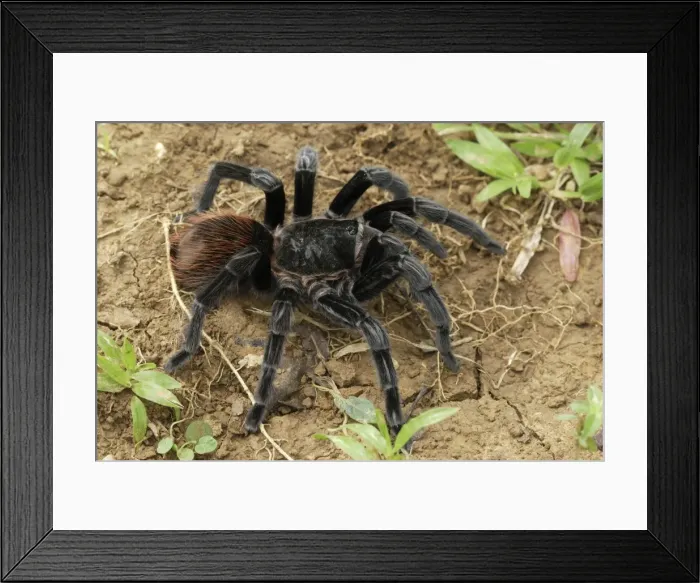 Framed Print : Mexican red rump / Mexican black velvet Tarantula - Bird-eating Spider Belize Framed Print : Mexican red rump / Mexican black velvet Tarantula - Bird-eating Spider Belize