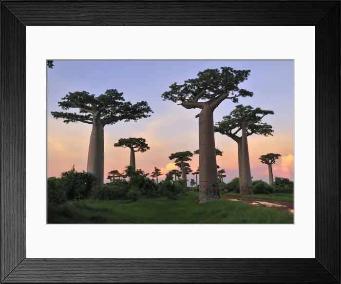Framed Print : Grandidier's Baobab at sunset - near Morondava - Madagascar Framed Print : Grandidier's Baobab at sunset - near Morondava - Madagascar