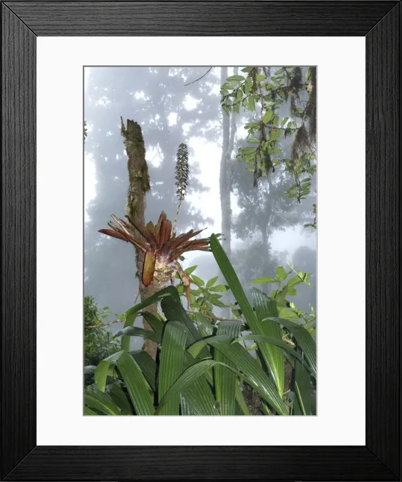 Framed Print : Cloud forest - with bromeliad Chirripo Nationalpark, Costa Rica Framed Print : Cloud forest - with bromeliad Chirripo Nationalpark, Costa Rica