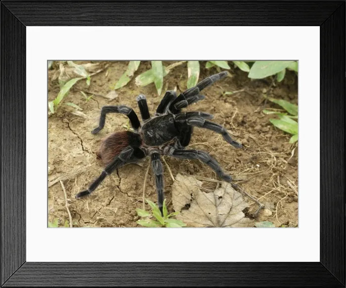 Framed Print : Mexican red rump / Mexican black velvet Tarantula - Bird-eating Spider Belize Framed Print : Mexican red rump / Mexican black velvet Tarantula - Bird-eating Spider Belize