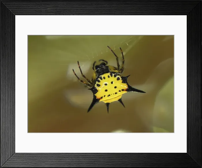 Framed Print : Orb-web Spider Erawan Nationalpark, Thailand Framed Print : Orb-web Spider Erawan Nationalpark, Thailand