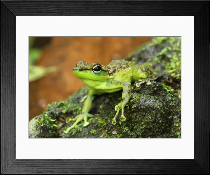 Framed Print : Black-spotted Rock Frog - Danum Valley Conservation Area - Sabah - Borneo - Malaysia Framed Print : Black-spotted Rock Frog - Danum Valley Conservation Area - Sabah - Borneo - Malaysia