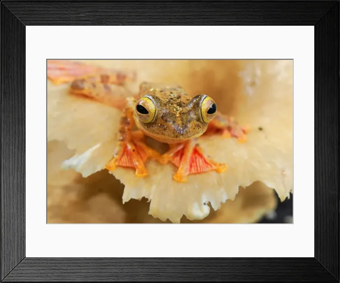 Framed Print : Harlequin Tree Frog - Danum Valley Conservation Area - Sabah - Borneo - Malaysia Framed Print : Harlequin Tree Frog - Danum Valley Conservation Area - Sabah - Borneo - Malaysia