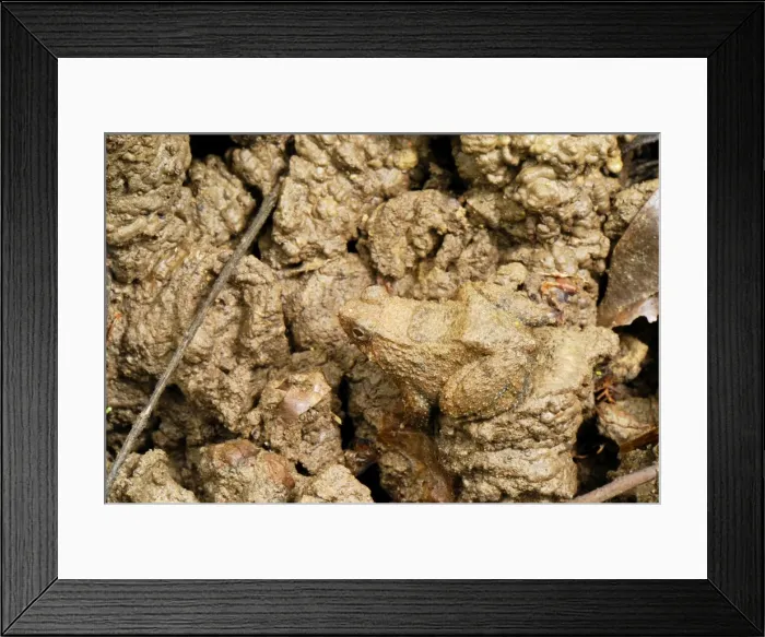 Framed Print : Seep Frog - Danum Valley Conservation Area - Sabah - Borneo - Malaysia Framed Print : Seep Frog - Danum Valley Conservation Area - Sabah - Borneo - Malaysia