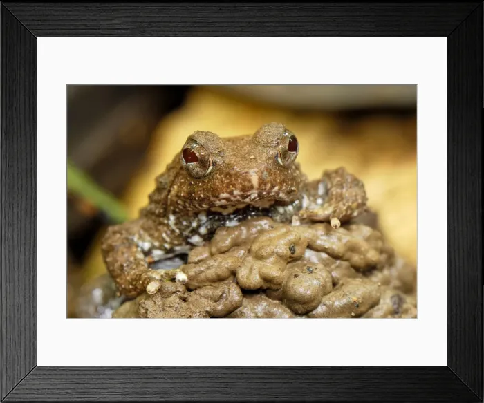 Framed Print : Seep Frog - Danum Valley Conservation Area - Sabah - Borneo - Malaysia Framed Print : Seep Frog - Danum Valley Conservation Area - Sabah - Borneo - Malaysia