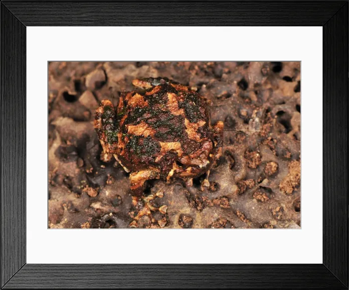 Framed Print : Burrowing Frog - Kirindy Forest - West Madagascar Framed Print : Burrowing Frog - Kirindy Forest - West Madagascar
