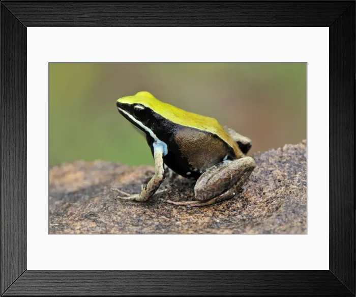 Framed Print : Green Mantella - Montagne des Francais Reserve - Antsiranana - Northern Madagascar Framed Print : Green Mantella - Montagne des Francais Reserve - Antsiranana - Northern Madagascar
