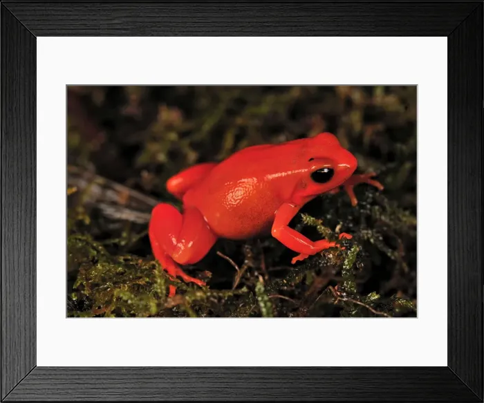 Framed Print : Golden Mantella - Andasibe-Mantadia National Park - Madagascar Framed Print : Golden Mantella - Andasibe-Mantadia National Park - Madagascar