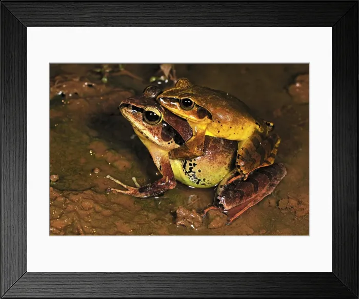 Framed Print : Madagascan Wood Frog - Amplexus - Montagne d'Ambre National Park - Antsiranana - Northern Madagascar Framed Print : Madagascan Wood Frog - Amplexus - Montagne d'Ambre National Park - Antsiranana - Northern Madagascar