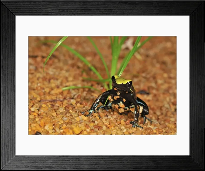 Framed Print : The Climbing Mantella - Nosy Mangabe island - Masoala National Park - Madagascar Framed Print : The Climbing Mantella - Nosy Mangabe island - Masoala National Park - Madagascar