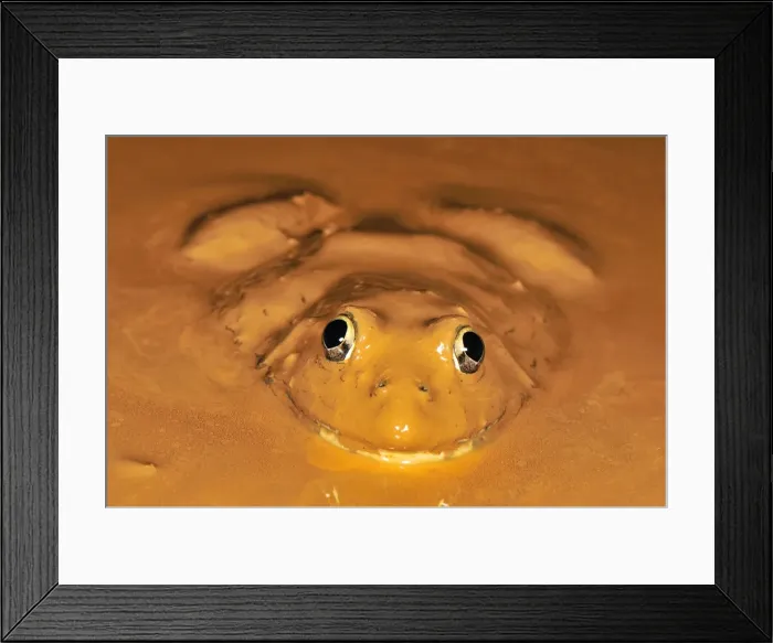 Framed Print : African Bullfrog in mud - Ankarana National Park - Madagascar Framed Print : African Bullfrog in mud - Ankarana National Park - Madagascar