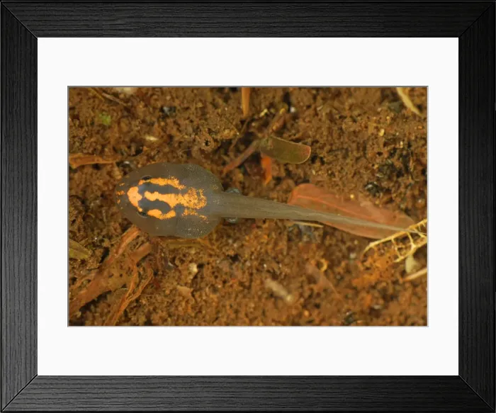 Framed Print : Tadpole - (Reticulated Poison Dart Frog) - Allpahuayo Mishana National Reserve - Iquitos - Peru Framed Print : Tadpole - (Reticulated Poison Dart Frog) - Allpahuayo Mishana National Reserve - Iquitos - Peru