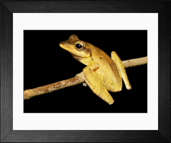 Framed Print : Dark-eared Tree Frog - Danum Valley Conservation Area --Sabah - Borneo - Malaysia Framed Print : Dark-eared Tree Frog - Danum Valley Conservation Area --Sabah - Borneo - Malaysia