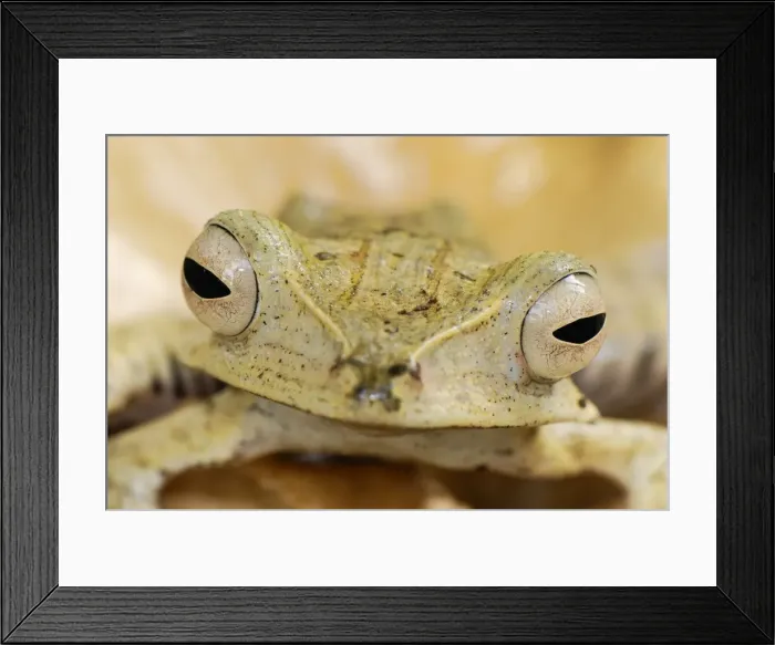 Framed Print : File-eared Tree Frog / Whipping Frog - Danum Valley Conservation Area - Sabah - Borneo - Malaysia Framed Print : File-eared Tree Frog / Whipping Frog - Danum Valley Conservation Area - Sabah - Borneo - Malaysia