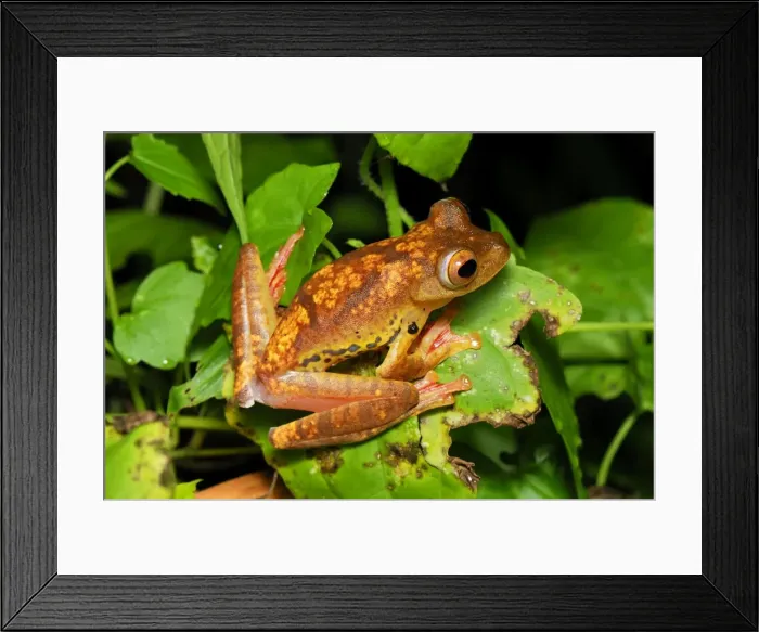 Framed Print : Harlequin Tree Frog - Danum Valley Conservation Area - Sabah - Borneo - Malaysia Framed Print : Harlequin Tree Frog - Danum Valley Conservation Area - Sabah - Borneo - Malaysia
