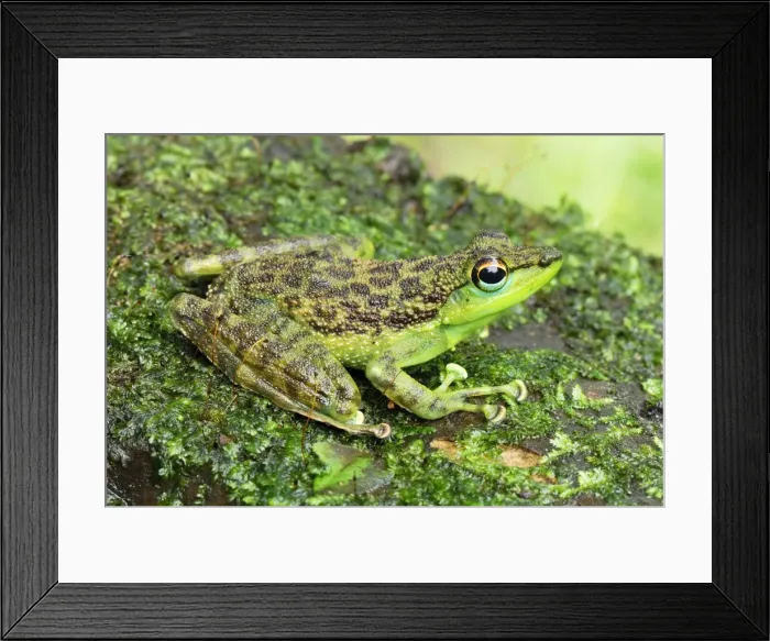 Framed Print : Black-spotted Rock Frog - Danum Valley Conservation Area - Sabah - Borneo - Malaysia Framed Print : Black-spotted Rock Frog - Danum Valley Conservation Area - Sabah - Borneo - Malaysia